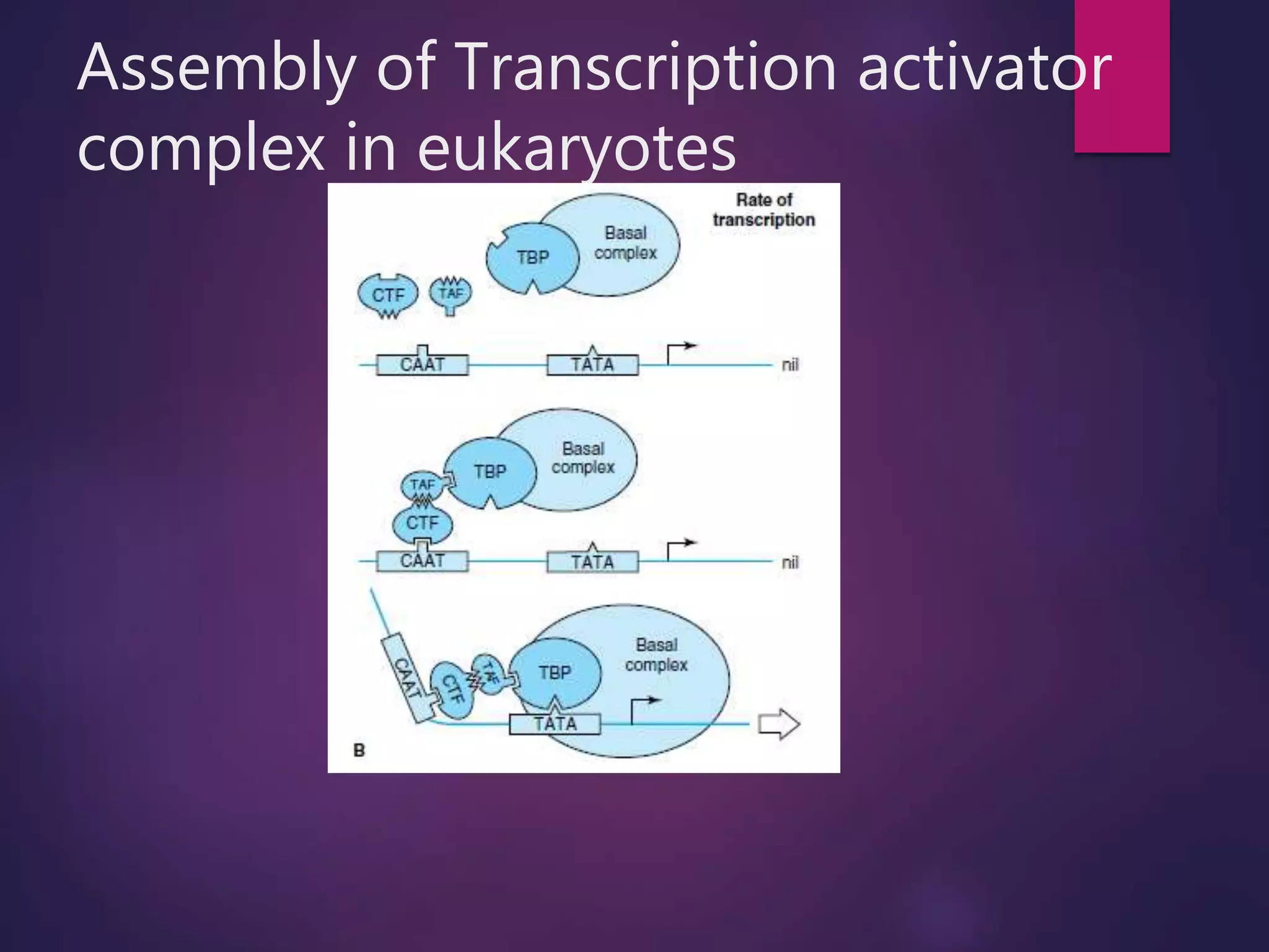 Assembly of Transcription activator
complex in eukaryotes
 