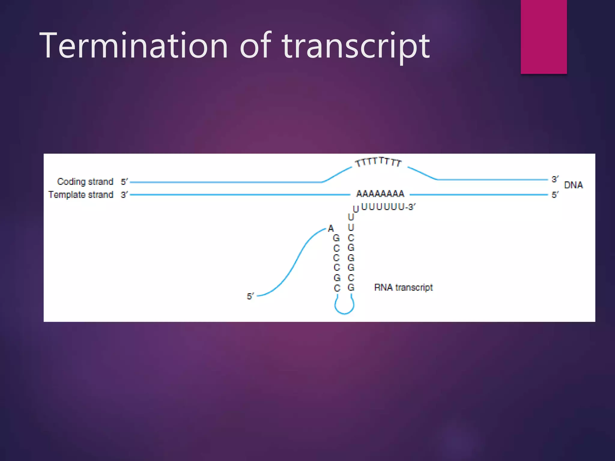 Termination of transcript
 