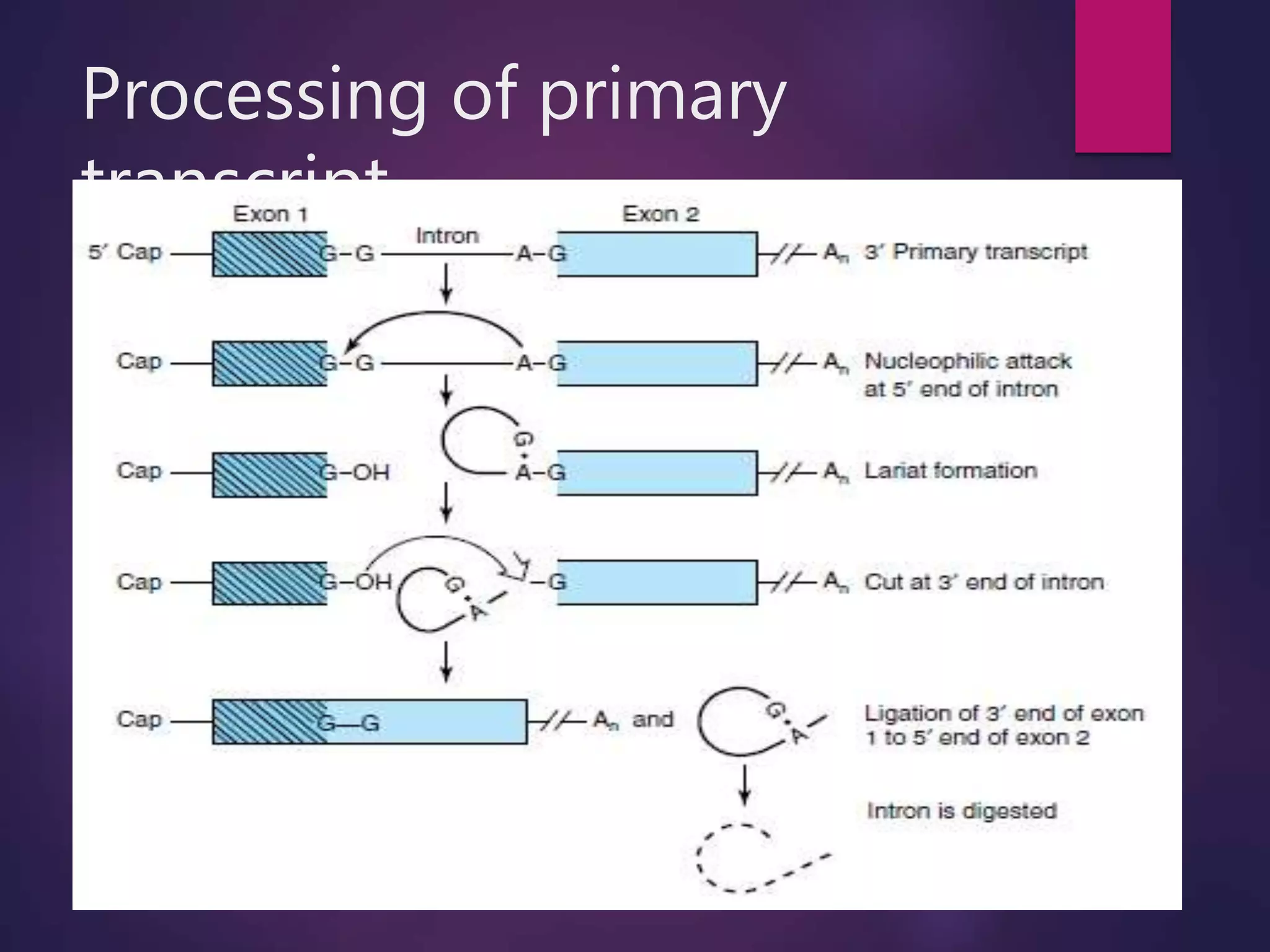 Processing of primary
transcript
 