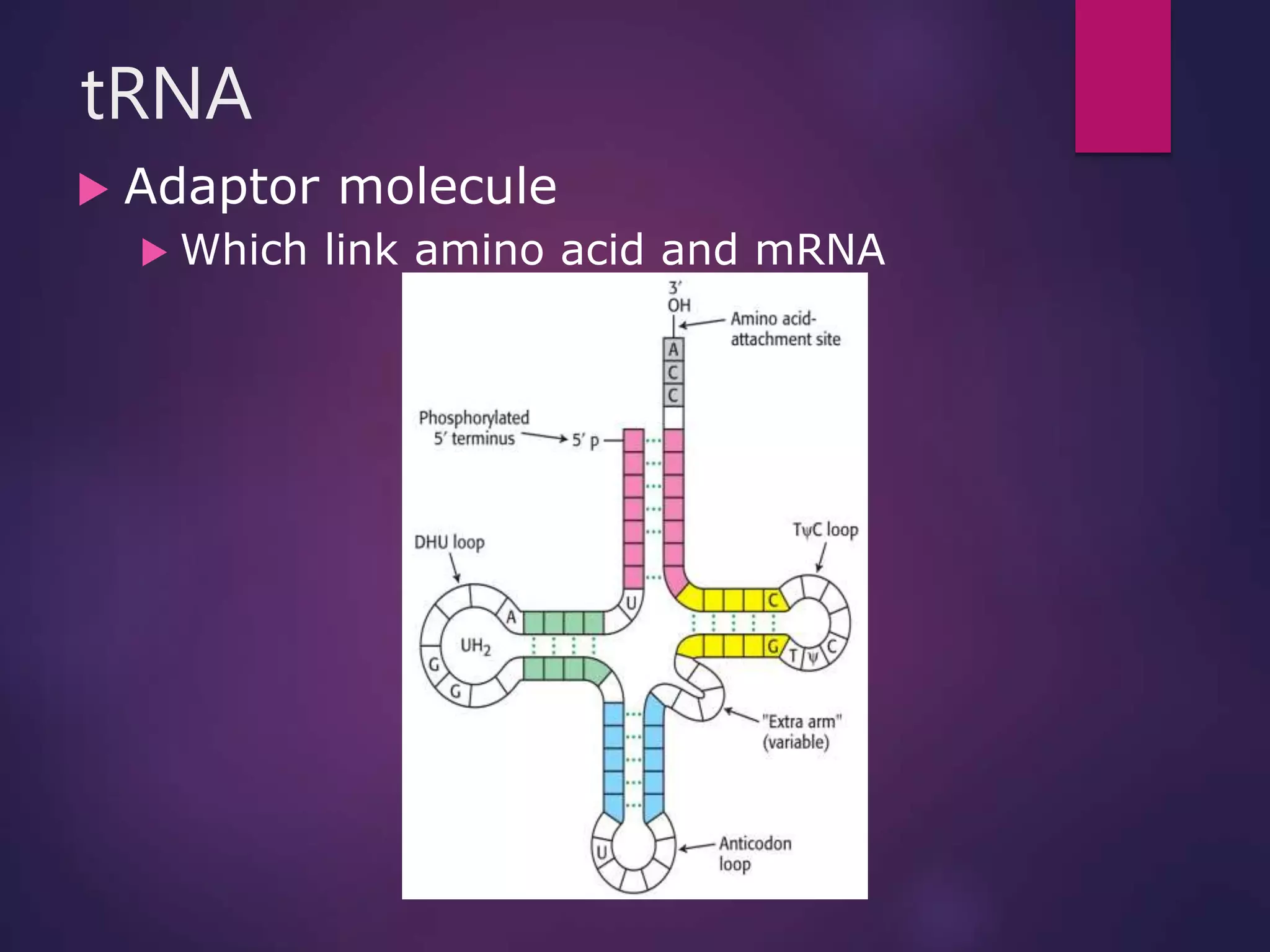 tRNA
 Adaptor molecule
 Which link amino acid and mRNA
 