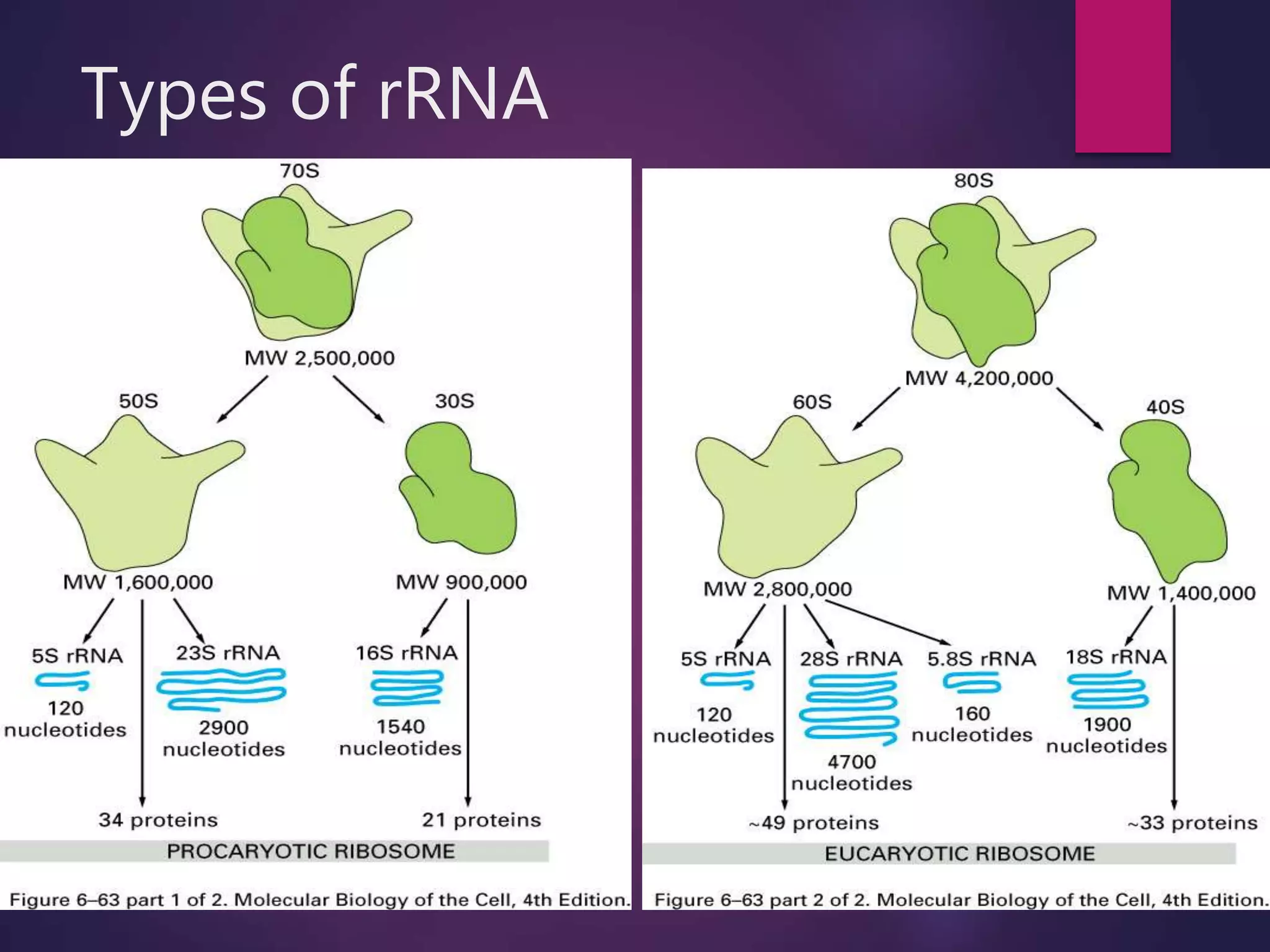 Types of rRNA
 