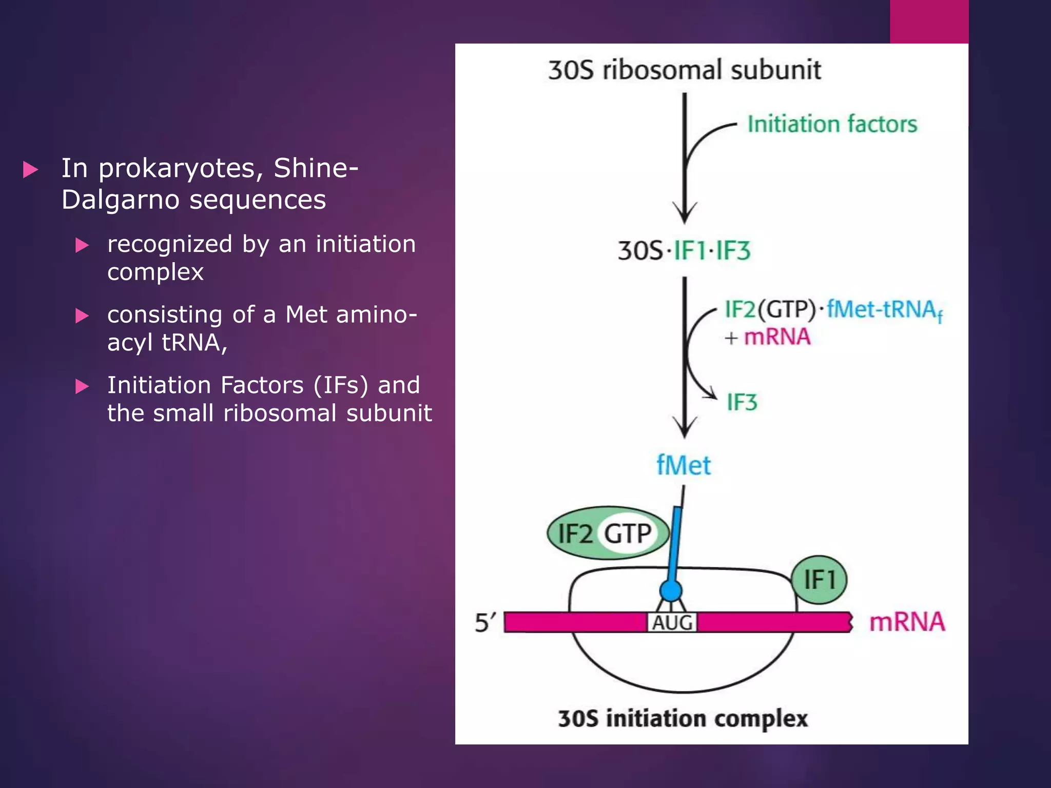  In prokaryotes, Shine-
Dalgarno sequences
 recognized by an initiation
complex
 consisting of a Met amino-
acyl tRNA,
 Initiation Factors (IFs) and
the small ribosomal subunit
 