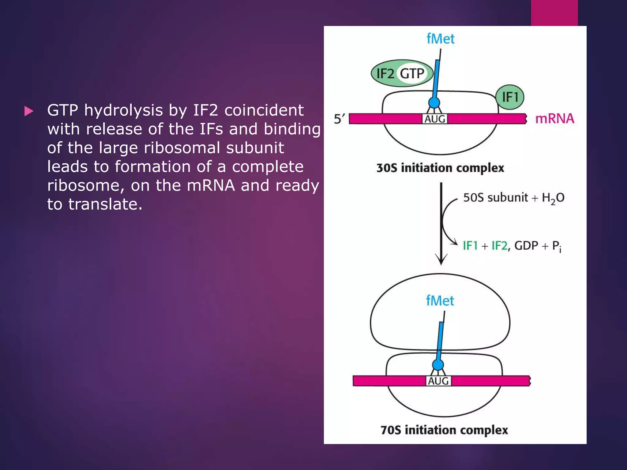  GTP hydrolysis by IF2 coincident
with release of the IFs and binding
of the large ribosomal subunit
leads to formation of a complete
ribosome, on the mRNA and ready
to translate.
 