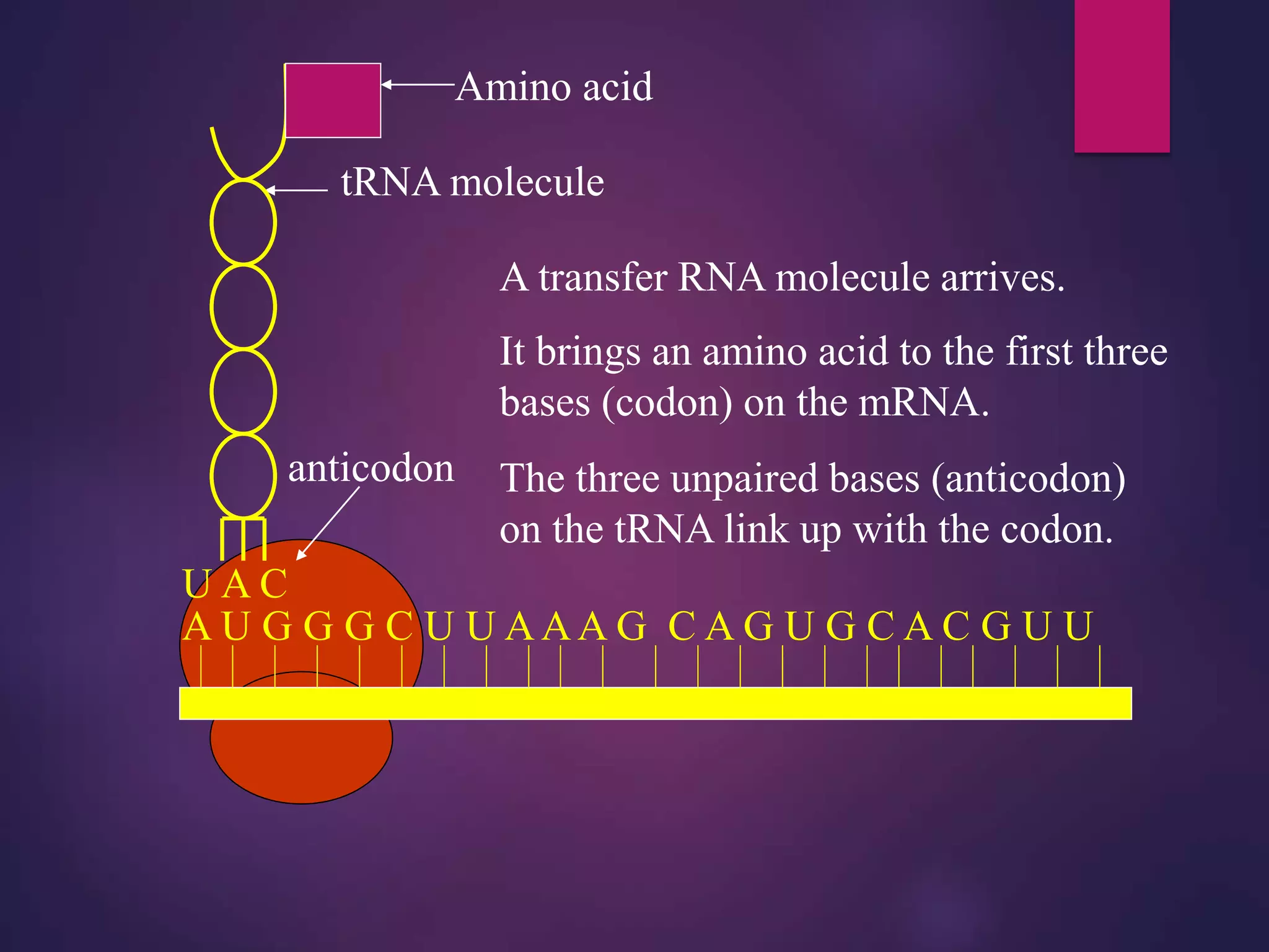 A U G G G C U U AAA G C A G U G C A C G U U
It brings an amino acid to the first three
bases (codon) on the mRNA.
Amino acid
tRNA molecule
anticodon
U A C
A transfer RNA molecule arrives.
The three unpaired bases (anticodon)
on the tRNA link up with the codon.
 