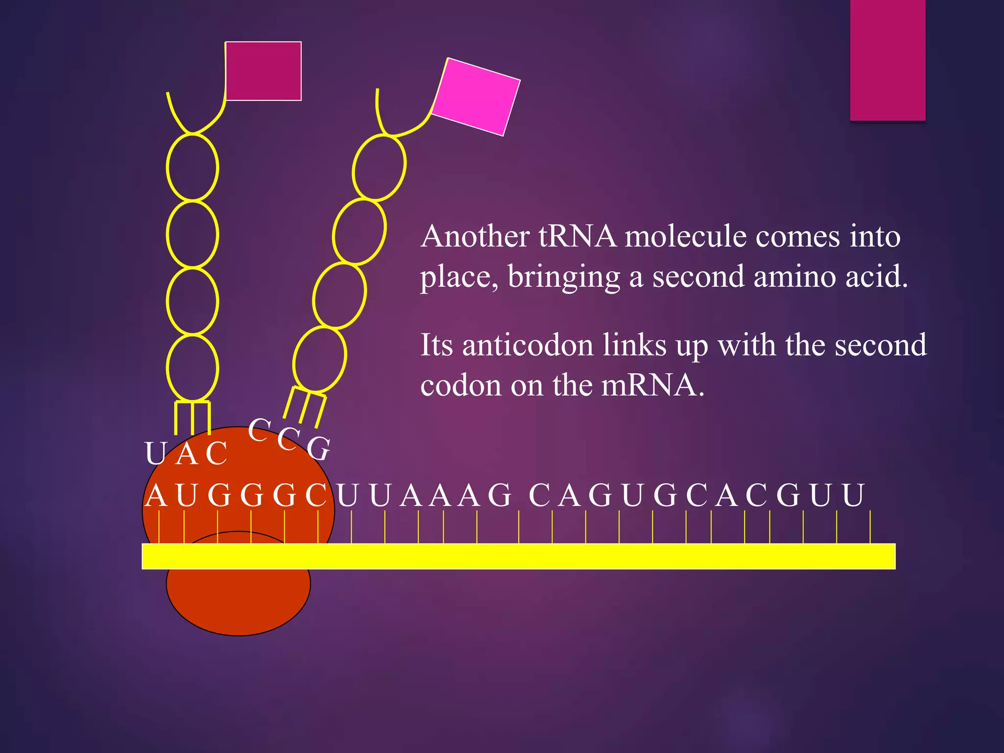 A U G G G C U U AAA G C A G U G C A C G U U
Another tRNA molecule comes into
place, bringing a second amino acid.
U A C
Its anticodon links up with the second
codon on the mRNA.
 