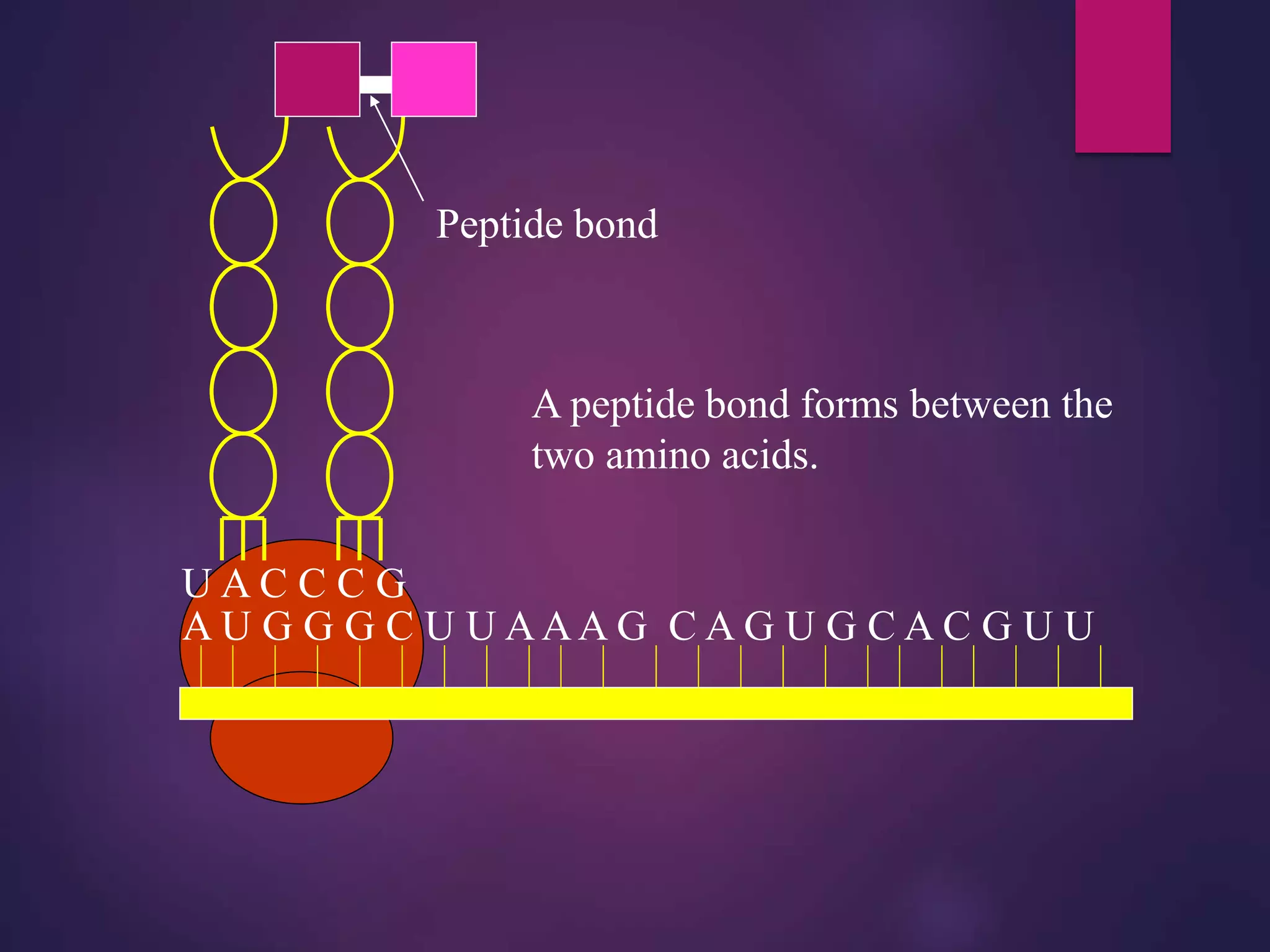 A U G G G C U U AAA G C A G U G C A C G U U
A peptide bond forms between the
two amino acids.
Peptide bond
 