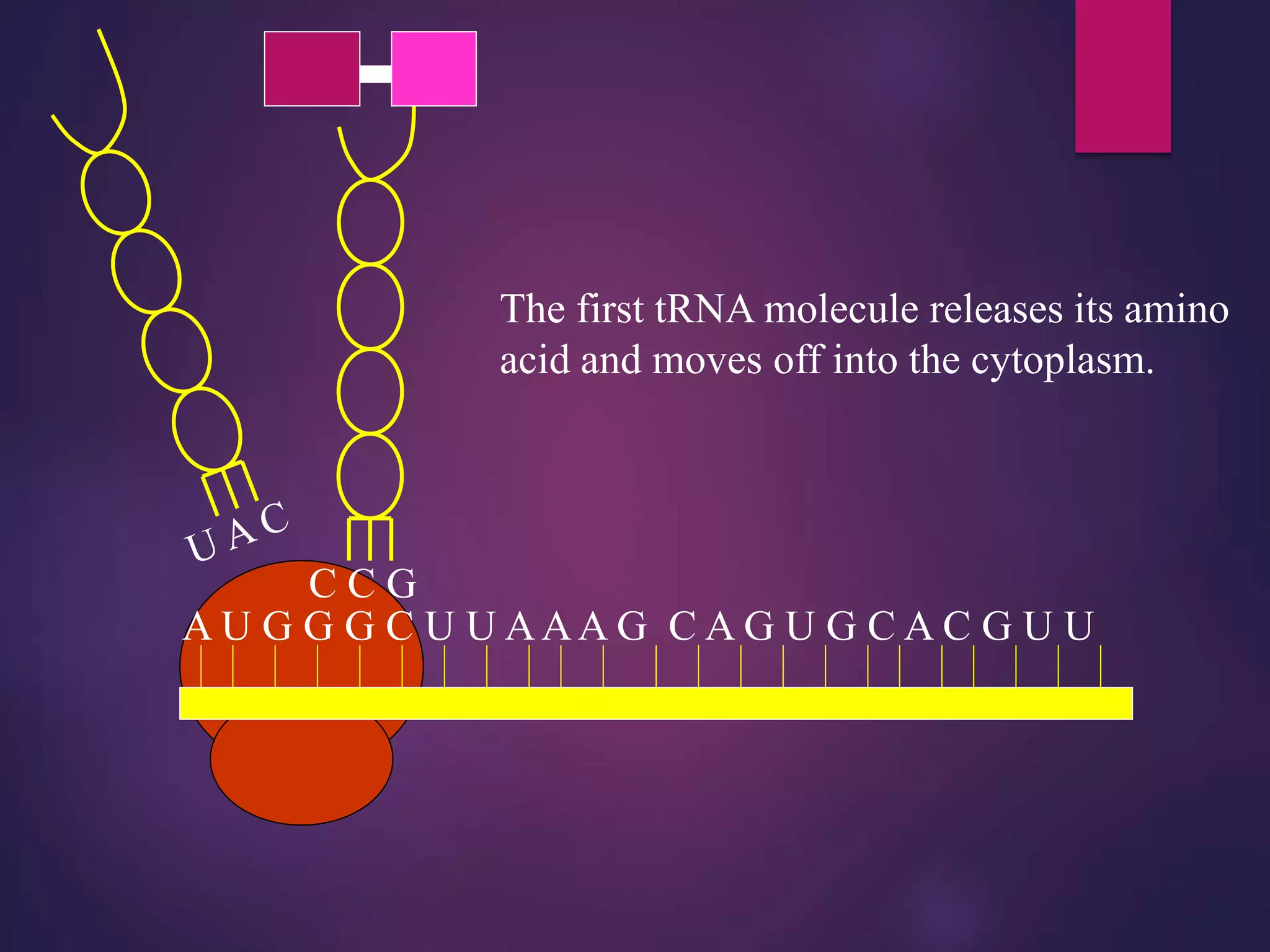 A U G G G C U U AAA G C A G U G C A C G U U
The first tRNA molecule releases its amino
acid and moves off into the cytoplasm.
 