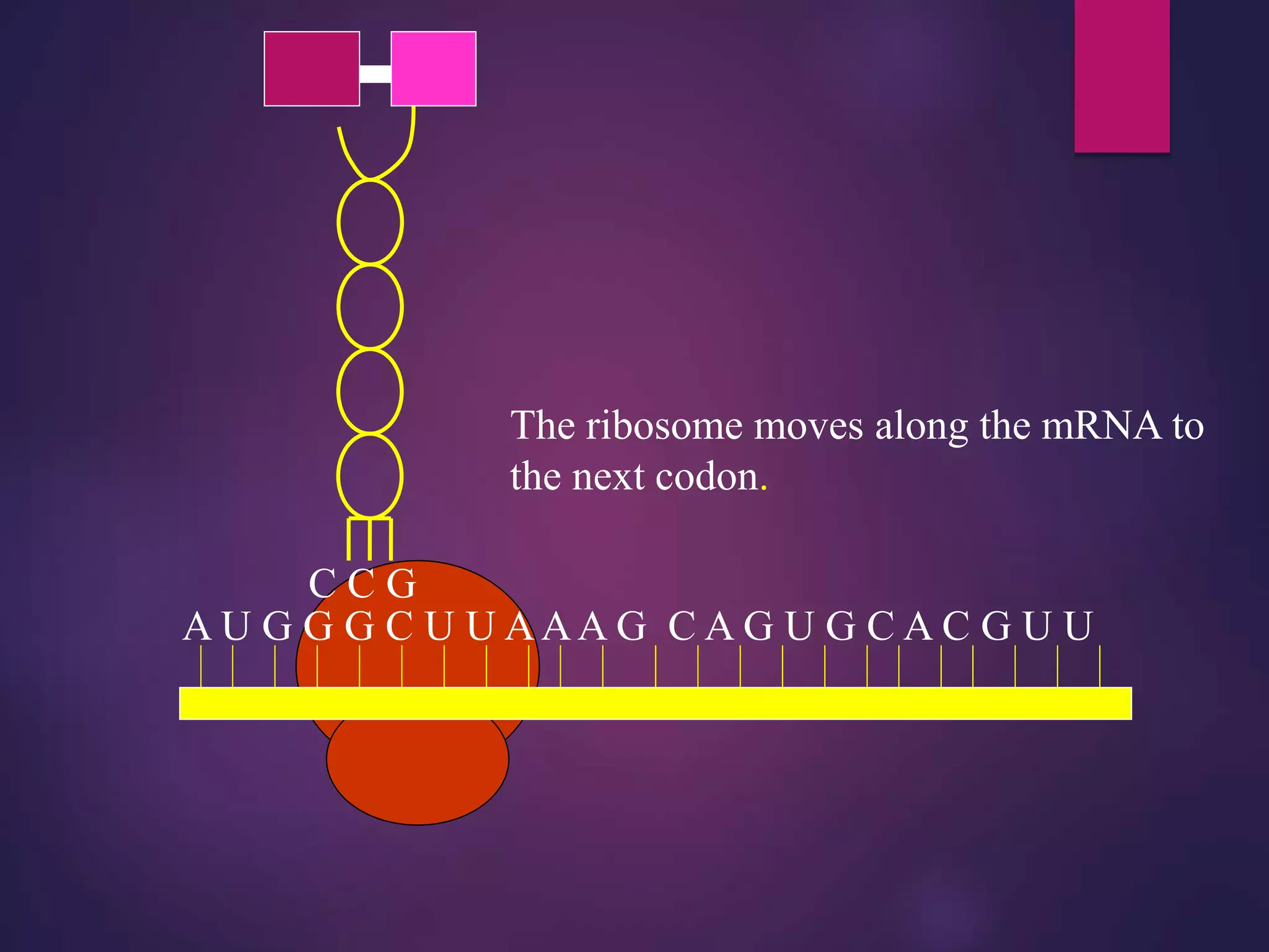 A U G G G C U U AAA G C A G U G C A C G U U
The ribosome moves along the mRNA to
the next codon.
 