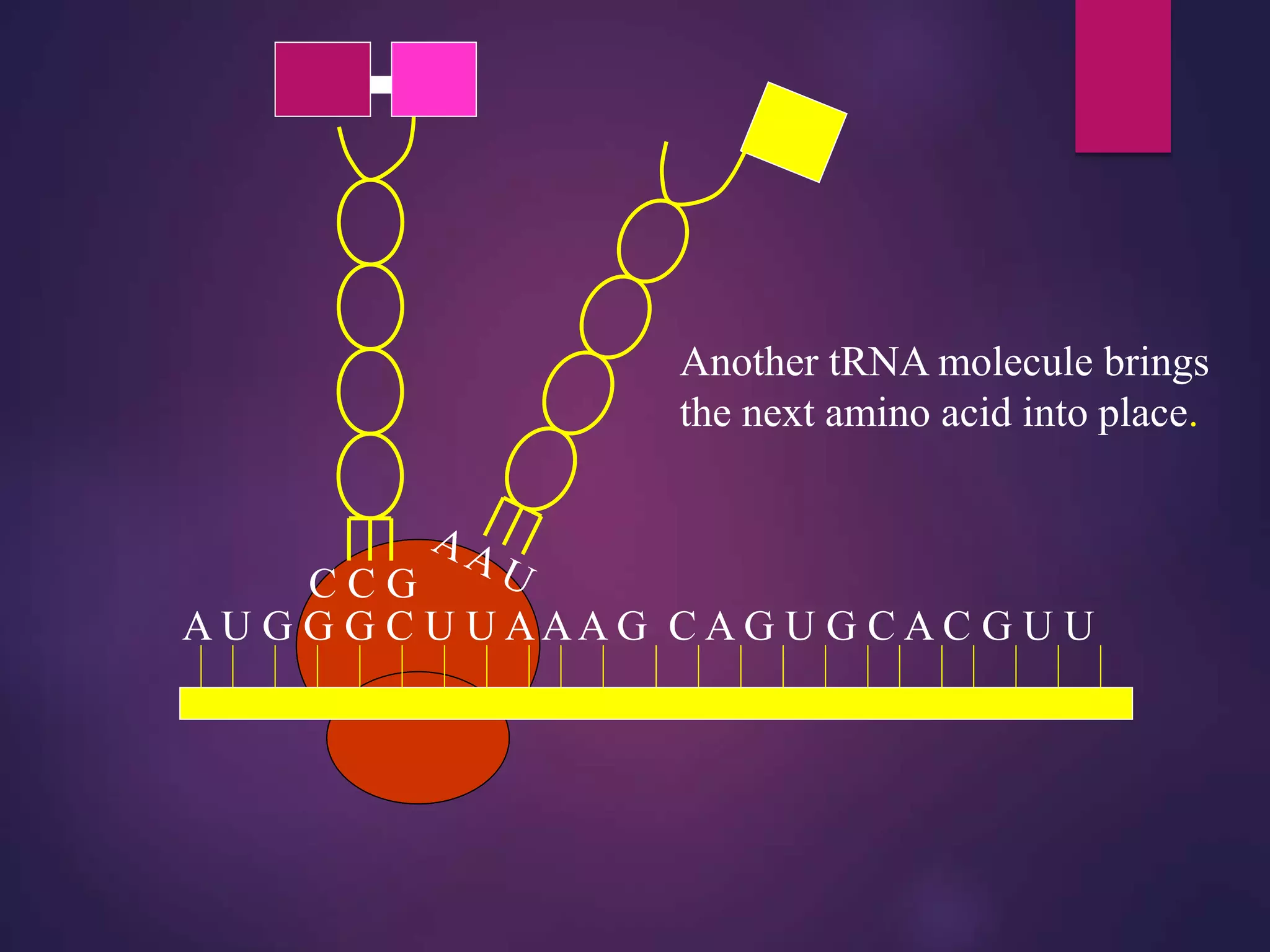 A U G G G C U U AAA G C A G U G C A C G U U
Another tRNA molecule brings
the next amino acid into place.
 