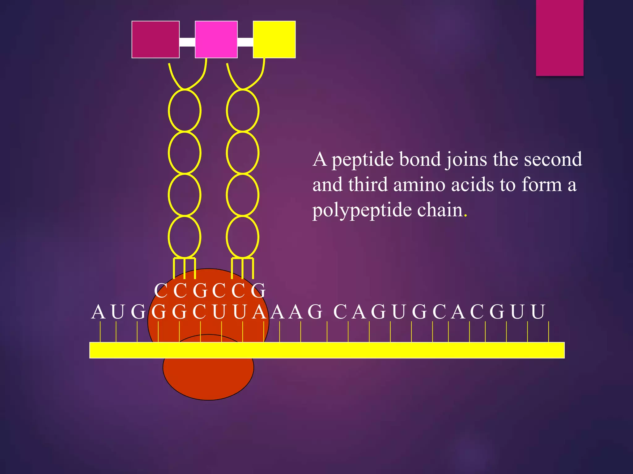 A U G G G C U U AAA G C A G U G C A C G U U
A peptide bond joins the second
and third amino acids to form a
polypeptide chain.
 