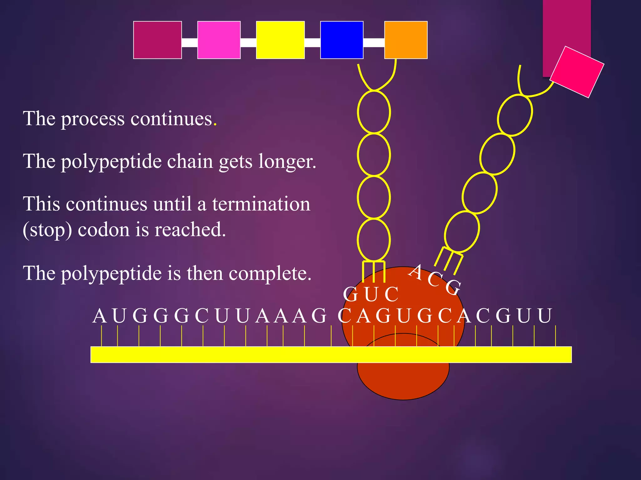 A U G G G C U U AAA G C A G U G C A C G U U
The polypeptide chain gets longer.
The process continues.
This continues until a termination
(stop) codon is reached.
The polypeptide is then complete.
 