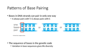 DNA STRUCTURE, REPLICATION & REPAIR.pptx