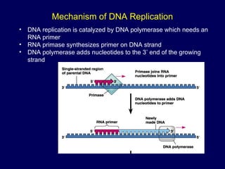 Mechanism of DNA Replication
• DNA replication is catalyzed by DNA polymerase which needs an
RNA primer
• RNA primase synthesizes primer on DNA strand
• DNA polymerase adds nucleotides to the 3’ end of the growing
strand
 