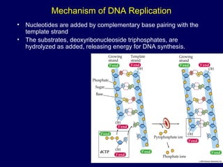 Mechanism of DNA Replication
• Nucleotides are added by complementary base pairing with the
template strand
• The substrates, deoxyribonucleoside triphosphates, are
hydrolyzed as added, releasing energy for DNA synthesis.
 