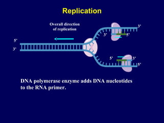 Overall direction
of replication
5’3’
5’
3’
5’
3’
3’5’
DNA polymerase enzyme adds DNA nucleotides
to the RNA primer.
Replication
 