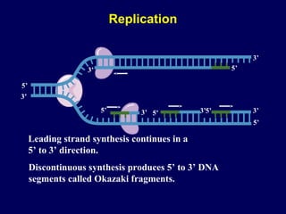5’
5’ 3’
5’
3’
3’
5’
3’
3’
5’ 5’3’
Leading strand synthesis continues in a
5’ to 3’ direction.
Discontinuous synthesis produces 5’ to 3’ DNA
segments called Okazaki fragments.
Replication
 
