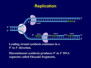 3’
5’
3’
5’
5’ 3’
5’
3’
3’
5’ 5’3’
Leading strand synthesis continues in a
5’ to 3’ direction.
Discontinuous synthesis produces 5’ to 3’ DNA
segments called Okazaki fragments.
Replication
 