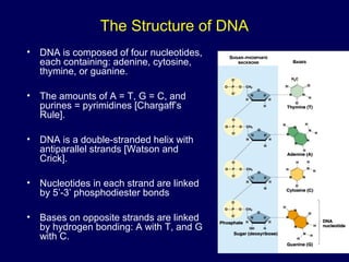 The Structure of DNA
• DNA is composed of four nucleotides,
each containing: adenine, cytosine,
thymine, or guanine.
• The amounts of A = T, G = C, and
purines = pyrimidines [Chargaff’s
Rule].
• DNA is a double-stranded helix with
antiparallel strands [Watson and
Crick].
• Nucleotides in each strand are linked
by 5’-3’ phosphodiester bonds
• Bases on opposite strands are linked
by hydrogen bonding: A with T, and G
with C.
 
