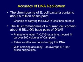 Accuracy of DNA Replication
• The chromosome of E. coli bacteria contains
about 5 million bases pairs
– Capable of copying this DNA in less than an hour
• The 46 chromosomes of a human cell contain
about 6 BILLION base pairs of DNA!!
– Printed one letter (A,C,T,G) at a time…would fill
up over 900 volumes of Campbell.
– Takes a cell a few hours to copy this DNA
– With amazing accuracy – an average of 1 per
billion nucleotides
 