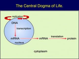 The Central Dogma of Life.
replication
 