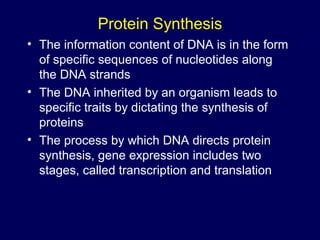 Protein Synthesis
• The information content of DNA is in the form
of specific sequences of nucleotides along
the DNA strands
• The DNA inherited by an organism leads to
specific traits by dictating the synthesis of
proteins
• The process by which DNA directs protein
synthesis, gene expression includes two
stages, called transcription and translation
 