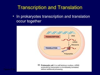 Transcription and Translation
• In prokaryotes transcription and translation
occur together
Figure 17.3a
Prokaryotic cell. In a cell lacking a nucleus, mRNA
produced by transcription is immediately translated
without additional processing.
(a)
TRANSLATION
TRANSCRIPTION
DNA
mRNA
Ribosome
Polypeptide
 