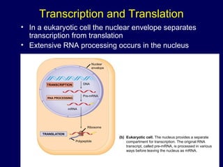 Transcription and Translation
• In a eukaryotic cell the nuclear envelope separates
transcription from translation
• Extensive RNA processing occurs in the nucleus
Eukaryotic cell. The nucleus provides a separate
compartment for transcription. The original RNA
transcript, called pre-mRNA, is processed in various
ways before leaving the nucleus as mRNA.
(b)
TRANSCRIPTION
RNA PROCESSING
TRANSLATION
mRNA
DNA
Pre-mRNA
Polypeptide
Ribosome
Nuclear
envelope
 