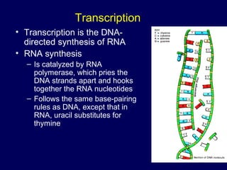 Transcription
• Transcription is the DNA-
directed synthesis of RNA
• RNA synthesis
– Is catalyzed by RNA
polymerase, which pries the
DNA strands apart and hooks
together the RNA nucleotides
– Follows the same base-pairing
rules as DNA, except that in
RNA, uracil substitutes for
thymine
 