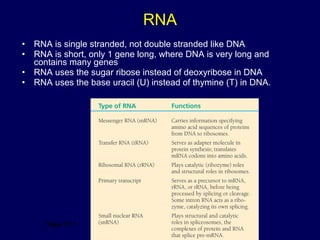 RNA
Table 17.1
• RNA is single stranded, not double stranded like DNA
• RNA is short, only 1 gene long, where DNA is very long and
contains many genes
• RNA uses the sugar ribose instead of deoxyribose in DNA
• RNA uses the base uracil (U) instead of thymine (T) in DNA.
 