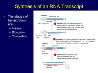 Synthesis of an RNA Transcript
• The stages of
transcription
are
– Initiation
– Elongation
– Termination
Promoter
Transcription unit
RNA polymerase
Start point
5′
3′
3′
5′
3′
5′
5′
3′
5′
3′
3′
5′
5′
3′
3′
5′
5′
5′
Rewound
RNA
RNA
transcript
3′
3′
Completed RNA
transcript
Unwound
DNA
RNA
transcript
Template strand of
DNA
DNA
1 Initiation. After RNA polymerase binds to
the promoter, the DNA strands unwind, and
the polymerase initiates RNA synthesis at the
start point on the template strand.
2 Elongation. The polymerase moves downstream, unwinding the
DNA and elongating the RNA transcript 5′ → 3 ′. In the wake of
transcription, the DNA strands re-form a double helix.
3 Termination. Eventually, the RNA
transcript is released, and the
polymerase detaches from the DNA.
 