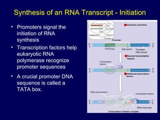 • Promoters signal the
initiation of RNA
synthesis
• Transcription factors help
eukaryotic RNA
polymerase recognize
promoter sequences
• A crucial promoter DNA
sequence is called a
TATA box.
TRANSCRIPTION
RNA PROCESSING
TRANSLATION
DNA
Pre-mRNA
mRNA
Ribosome
Polypeptide
T A T AAA A
ATAT T T T
TATA box Start point Template
DNA strand
5′
3′
3′
5′
Transcription
factors
5′
3′
3′
5′
Promoter
5′
3′
3′
5′5′
RNA polymerase II
Transcription factors
RNA transcript
Transcription initiation complex
Eukaryotic promoters1
Several transcription
factors
2
Additional transcription
factors
3
Synthesis of an RNA Transcript - Initiation
 