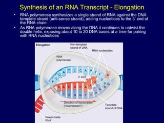 Synthesis of an RNA Transcript - Elongation
Elongation
RNA
polymerase
Non-template
strand of DNA
RNA nucleotides
3′ end
C A E G C A
A
U
T A G G T T
A
A
C
G
U
A
T
C
A
T C C A A T
T
G
G
3′
5′
5′
Newly made
RNA
Direction of transcription
(“downstream”) Template
strand of DNA
• RNA polymerase synthesizes a single strand of RNA against the DNA
template strand (anti-sense strand), adding nucleotides to the 3’ end of
the RNA chain
• As RNA polymerase moves along the DNA it continues to untwist the
double helix, exposing about 10 to 20 DNA bases at a time for pairing
with RNA nucleotides
 