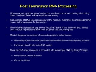 • Most eukaryotic mRNAs aren’t ready to be translated into protein directly after being
transcribed from DNA. mRNA requires processing.
• Transcription of RNA processing occur in the nucleus. After this, the messenger RNA
moves to the cytoplasm for translation.
• The cell adds a protective cap to one end, and a tail of A’s to the other end. These
both function to protect the RNA from enzymes that would degrade
• Most of the genome consists of non-coding regions called introns
– Non-coding regions may have specific chromosomal functions or have regulatory purposes
– Introns also allow for alternative RNA splicing
• Thus, an RNA copy of a gene is converted into messenger RNA by doing 2 things:
– Add protective bases to the ends
– Cut out the introns
Post Termination RNA Processing
 
