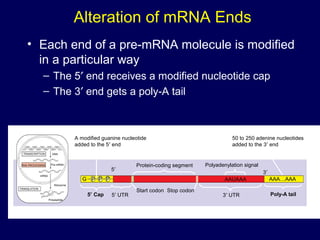 Alteration of mRNA Ends
• Each end of a pre-mRNA molecule is modified
in a particular way
– The 5′ end receives a modified nucleotide cap
– The 3′ end gets a poly-A tail
A modified guanine nucleotide
added to the 5′ end
50 to 250 adenine nucleotides
added to the 3′ end
Protein-coding segment Polyadenylation signal
Poly-A tail3′ UTR
Stop codonStart codon
5′ Cap 5′ UTR
AAUAAA AAA…AAA
TRANSCRIPTION
RNA PROCESSING
DNA
Pre-mRNA
mRNA
TRANSLATION
Ribosome
Polypeptide
G P P P
5′
3′
 
