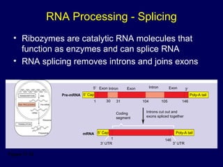 RNA Processing - Splicing
• Ribozymes are catalytic RNA molecules that
function as enzymes and can splice RNA
• RNA splicing removes introns and joins exons
Figure 17.10
TRANSCRIPTION
RNA PROCESSING
DNA
Pre-mRNA
mRNA
TRANSLATION
Ribosome
Polypeptide
5′ Cap
Exon Intron
1
5′
30 31
Exon Intron
104 105 146
Exon 3′
Poly-A tail
Poly-A tail
Introns cut out and
exons spliced together
Coding
segment
5′ Cap
1 146
3′ UTR3′ UTR
Pre-mRNA
mRNA
 