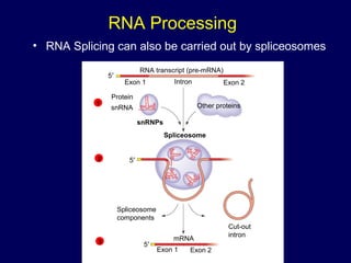 RNA Processing
• RNA Splicing can also be carried out by spliceosomes
RNA transcript (pre-mRNA)
Exon 1 Intron Exon 2
Other proteins
Protein
snRNA
snRNPs
Spliceosome
Spliceosome
components
Cut-out
intron
mRNA
Exon 1 Exon 2
5′
5′
5′
1
2
3
 