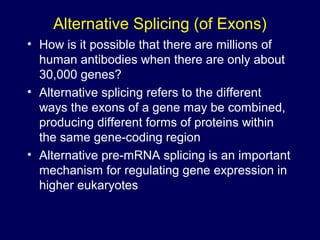 Alternative Splicing (of Exons)
• How is it possible that there are millions of
human antibodies when there are only about
30,000 genes?
• Alternative splicing refers to the different
ways the exons of a gene may be combined,
producing different forms of proteins within
the same gene-coding region
• Alternative pre-mRNA splicing is an important
mechanism for regulating gene expression in
higher eukaryotes
 