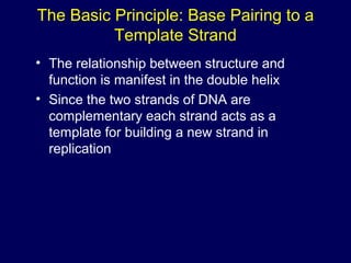 The Basic Principle: Base Pairing to a
Template Strand
• The relationship between structure and
function is manifest in the double helix
• Since the two strands of DNA are
complementary each strand acts as a
template for building a new strand in
replication
 