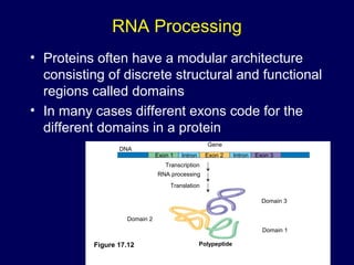 RNA Processing
• Proteins often have a modular architecture
consisting of discrete structural and functional
regions called domains
• In many cases different exons code for the
different domains in a protein
Figure 17.12
Gene
DNA
Exon 1 Intron Exon 2 Intron Exon 3
Transcription
RNA processing
Translation
Domain 3
Domain 1
Domain 2
Polypeptide
 