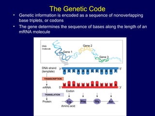 The Genetic Code
• Genetic information is encoded as a sequence of nonoverlapping
base triplets, or codons
• The gene determines the sequence of bases along the length of an
mRNA molecule
DNA
molecule
Gene 1
Gene 2
Gene 3
DNA strand
(template)
TRANSCRIPTION
mRNA
Protein
TRANSLATION
Amino acid
A C C A A A C C G A G T
U G G U U U G G C U C A
Trp Phe Gly Ser
Codon
3′ 5′
3′5′
 