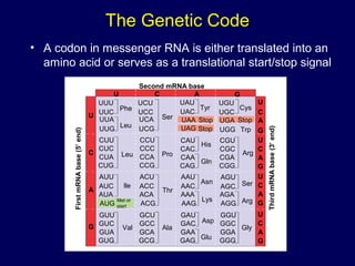 The Genetic Code
• A codon in messenger RNA is either translated into an
amino acid or serves as a translational start/stop signal
Second mRNA base
U C A G
U
C
A
G
UUU
UUC
UUA
UUG
CUU
CUC
CUA
CUG
AUU
AUC
AUA
AUG
GUU
GUC
GUA
GUG
Met or
start
Phe
Leu
Leu
lle
Val
UCU
UCC
UCA
UCG
CCU
CCC
CCA
CCG
ACU
ACC
ACA
ACG
GCU
GCC
GCA
GCG
Ser
Pro
Thr
Ala
UAU
UAC
UGU
UGC
Tyr Cys
CAU
CAC
CAA
CAG
CGU
CGC
CGA
CGG
AAU
AAC
AAA
AAG
AGU
AGC
AGA
AGG
GAU
GAC
GAA
GAG
GGU
GGC
GGA
GGG
UGG
UAA
UAG Stop
Stop UGA Stop
Trp
His
Gln
Asn
Lys
Asp
Arg
Ser
Arg
Gly
U
C
A
G
U
C
A
G
U
C
A
G
U
C
A
G
FirstmRNAbase(5′end)
ThirdmRNAbase(3′end)
Glu
 
