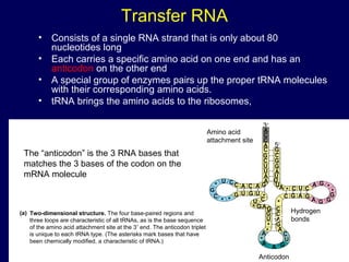 Transfer RNA
• Consists of a single RNA strand that is only about 80
nucleotides long
• Each carries a specific amino acid on one end and has an
anticodon on the other end
• A special group of enzymes pairs up the proper tRNA molecules
with their corresponding amino acids.
• tRNA brings the amino acids to the ribosomes,
Two-dimensional structure. The four base-paired regions and
three loops are characteristic of all tRNAs, as is the base sequence
of the amino acid attachment site at the 3′ end. The anticodon triplet
is unique to each tRNA type. (The asterisks mark bases that have
been chemically modified, a characteristic of tRNA.)
(a)
3′
C
C
A
C
G
C
U
U
A
A
GACACCU
*
G
C
* *
G U G U
*CU
* G AG
G
U
*
*A
*
A
A G
U
C
A
G
A
C
C
*
C G A G
A G G
G
*
*
GA
CUC*AU
U
U
A
G
G
C
G
5′
Amino acid
attachment site
Hydrogen
bonds
Anticodon
A
The “anticodon” is the 3 RNA bases that
matches the 3 bases of the codon on the
mRNA molecule
 