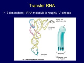 Transfer RNA
• 3 dimensional tRNA molecule is roughly “L” shaped
(b) Three-dimensional structure
Symbol used
in the book
Amino acid
attachment site
Hydrogen
bonds
Anticodon
Anticodon
A A G
5′
3′
3′ 5′
(c)
 