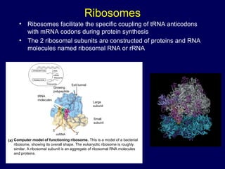 Ribosomes
• Ribosomes facilitate the specific coupling of tRNA anticodons
with mRNA codons during protein synthesis
• The 2 ribosomal subunits are constructed of proteins and RNA
molecules named ribosomal RNA or rRNA
TRANSCRIPTION
TRANSLATION
DNA
mRNA
Ribosome
Polypeptide
Exit tunnel
Growing
polypeptide
tRNA
molecules
E
P A
Large
subunit
Small
subunit
mRNA
Computer model of functioning ribosome. This is a model of a bacterial
ribosome, showing its overall shape. The eukaryotic ribosome is roughly
similar. A ribosomal subunit is an aggregate of ribosomal RNA molecules
and proteins.
(a)
5′
3′
 