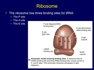 Ribosome
• The ribosome has three binding sites for tRNA
– The P site
– The A site
– The E site
E P A
P site (Peptidyl-tRNA
binding site)
E site
(Exit site)
mRNA
binding site
A site (Aminoacyl-
tRNA binding site)
Large
subunit
Small
subunit
Schematic model showing binding sites. A ribosome has an
mRNA binding site and three tRNA binding sites, known as the A,
P, and E sites. This schematic ribosome will appear in later
diagrams.
(b)
 