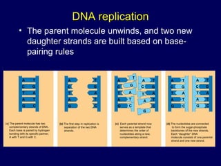 DNA replication
• The parent molecule unwinds, and two new
daughter strands are built based on base-
pairing rules
(a) The parent molecule has two
complementary strands of DNA.
Each base is paired by hydrogen
bonding with its specific partner,
A with T and G with C.
(b) The first step in replication is
separation of the two DNA
strands.
(c) Each parental strand now
serves as a template that
determines the order of
nucleotides along a new,
complementary strand.
(d) The nucleotides are connected
to form the sugar-phosphate
backbones of the new strands.
Each “daughter” DNA
molecule consists of one parental
strand and one new strand.
A
C
T
A
G
A
C
T
A
G
A
C
T
A
G
A
C
T
A
G
T
G
A
T
C
T
G
A
T
C
A
C
T
A
G
A
C
T
A
G
T
G
A
T
C
T
G
A
T
C
T
G
A
T
C
T
G
A
T
C
 