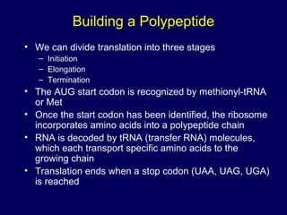 Building a Polypeptide
• We can divide translation into three stages
– Initiation
– Elongation
– Termination
• The AUG start codon is recognized by methionyl-tRNA
or Met
• Once the start codon has been identified, the ribosome
incorporates amino acids into a polypeptide chain
• RNA is decoded by tRNA (transfer RNA) molecules,
which each transport specific amino acids to the
growing chain
• Translation ends when a stop codon (UAA, UAG, UGA)
is reached
 