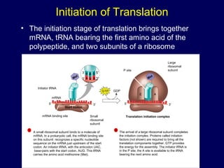 Initiation of Translation
• The initiation stage of translation brings together
mRNA, tRNA bearing the first amino acid of the
polypeptide, and two subunits of a ribosome
Large
ribosomal
subunit
The arrival of a large ribosomal subunit completes
the initiation complex. Proteins called initiation
factors (not shown) are required to bring all the
translation components together. GTP provides
the energy for the assembly. The initiator tRNA is
in the P site; the A site is available to the tRNA
bearing the next amino acid.
2
Initiator tRNA
mRNA
mRNA binding site Small
ribosomal
subunit
Translation initiation complex
P site
GDPGTP
Start codon
A small ribosomal subunit binds to a molecule of
mRNA. In a prokaryotic cell, the mRNA binding site
on this subunit recognizes a specific nucleotide
sequence on the mRNA just upstream of the start
codon. An initiator tRNA, with the anticodon UAC,
base-pairs with the start codon, AUG. This tRNA
carries the amino acid methionine (Met).
1
Met
Met
U A C
A U G
E A
3′
5′
5′
3′
3′5′ 3′5′
 