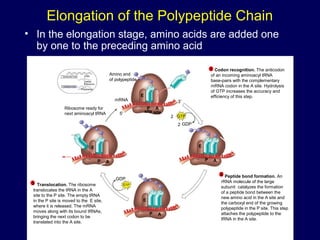 Elongation of the Polypeptide Chain
• In the elongation stage, amino acids are added one
by one to the preceding amino acid
Amino end
of polypeptide
mRNA
Ribosome ready for
next aminoacyl tRNA
E
P A
E
P A
E
P A
E
P A
GDP
GTP
GTP
GDP
2
2
site site5′
3′
TRANSCRIPTION
TRANSLATION
DNA
mRNA
Ribosome
Polypeptide
Codon recognition. The anticodon
of an incoming aminoacyl tRNA
base-pairs with the complementary
mRNA codon in the A site. Hydrolysis
of GTP increases the accuracy and
efficiency of this step.
1
Peptide bond formation. An
rRNA molecule of the large
subunit catalyzes the formation
of a peptide bond between the
new amino acid in the A site and
the carboxyl end of the growing
polypeptide in the P site. This step
attaches the polypeptide to the
tRNA in the A site.
2
Translocation. The ribosome
translocates the tRNA in the A
site to the P site. The empty tRNA
in the P site is moved to the E site,
where it is released. The mRNA
moves along with its bound tRNAs,
bringing the next codon to be
translated into the A site.
3
 