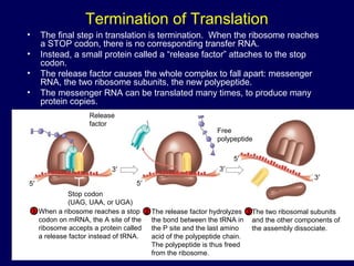 Termination of Translation
• The final step in translation is termination. When the ribosome reaches
a STOP codon, there is no corresponding transfer RNA.
• Instead, a small protein called a “release factor” attaches to the stop
codon.
• The release factor causes the whole complex to fall apart: messenger
RNA, the two ribosome subunits, the new polypeptide.
• The messenger RNA can be translated many times, to produce many
protein copies.
Release
factor
Free
polypeptide
Stop codon
(UAG, UAA, or UGA)
5′
3′ 3′
5′
3′
5′
When a ribosome reaches a stop
codon on mRNA, the A site of the
ribosome accepts a protein called
a release factor instead of tRNA.
1 The release factor hydrolyzes
the bond between the tRNA in
the P site and the last amino
acid of the polypeptide chain.
The polypeptide is thus freed
from the ribosome.
2 3 The two ribosomal subunits
and the other components of
the assembly dissociate.
 